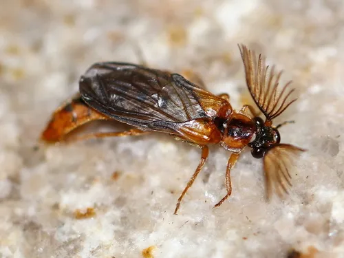 Phengodes nigromaculata