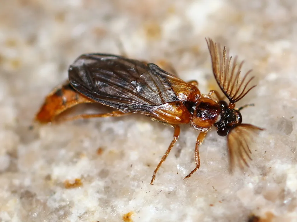 Phengodes nigromaculata - photo 2