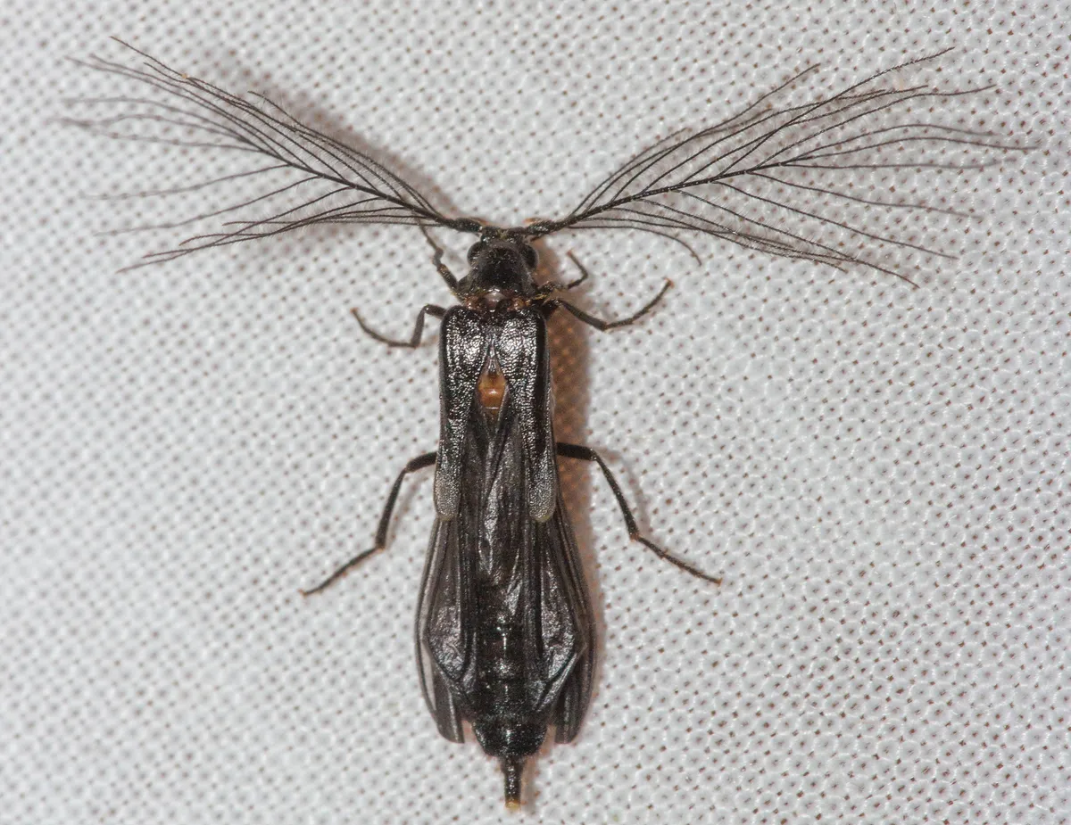 Phengodes plumosa