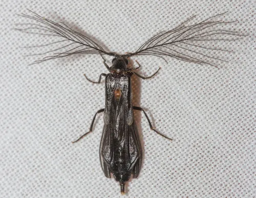 Phengodes plumosa - photo 2