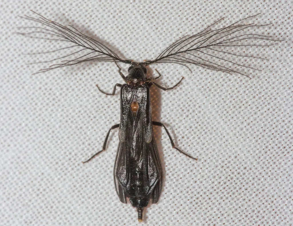 Phengodes plumosa - photo 3