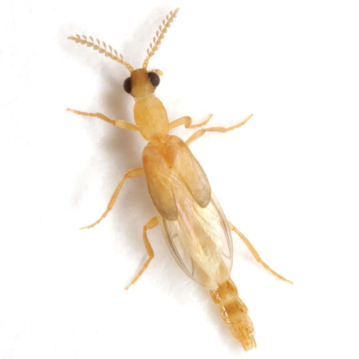 Glowworm Beetles - photo 2