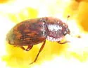 Phenolia grossa - photo 2