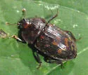 Phenolia grossa - photo 3