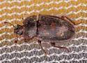 Phenolia grossa - photo 4