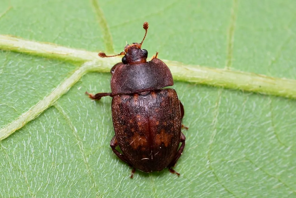 Phenolia picta