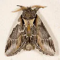 Pheosia californica - Hodges#7923