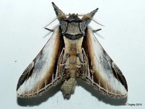 Black-rimmed Prominent