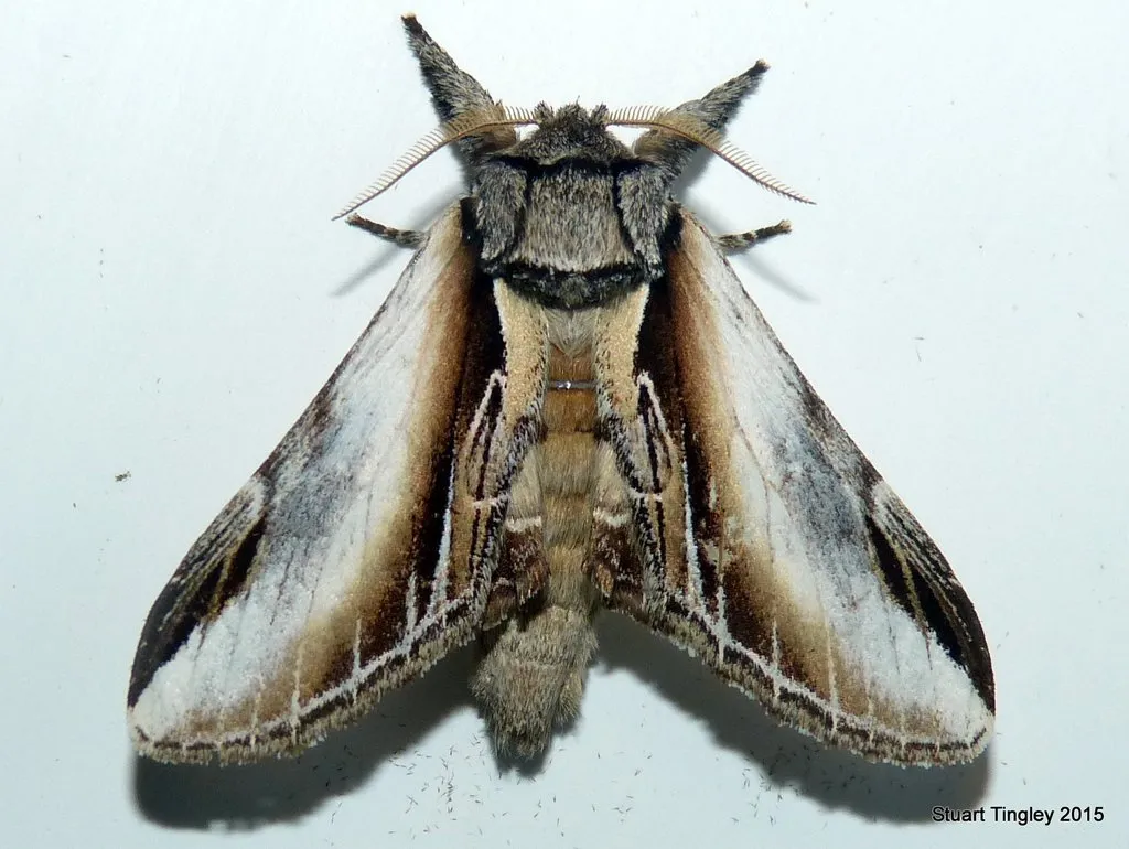 Black-rimmed Prominent - photo 2
