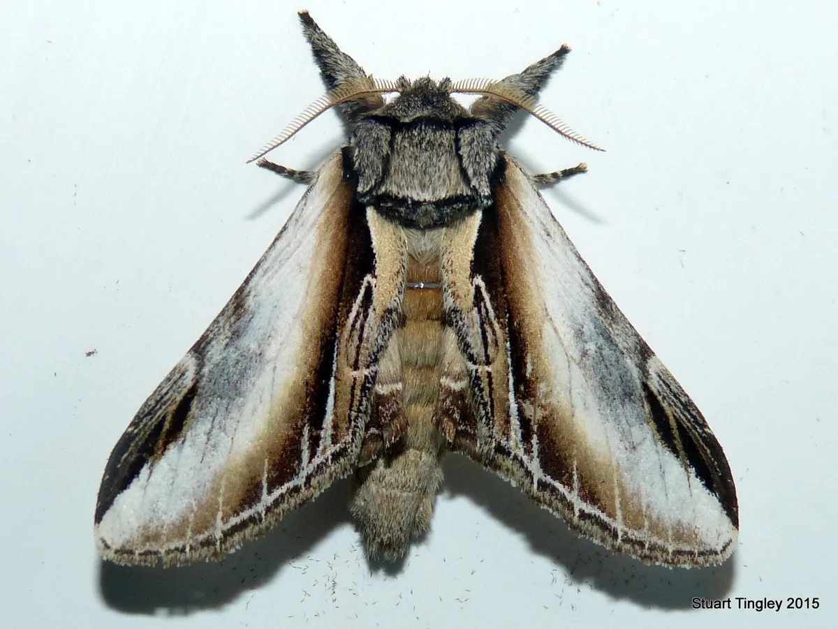 Black-rimmed Prominent - photo 3