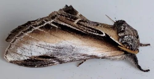 Black-rimmed Prominent - photo 6