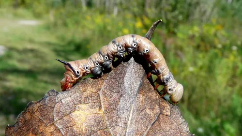 Black-rimmed Prominent - photo 7