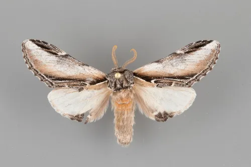 Black-rimmed Prominent - photo 8