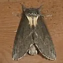 Elegant Prominent - Hodges#7924