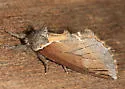 Elegant Prominent - Hodges#7924 - photo 3