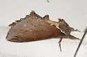 Elegant Prominent - Hodges#7924 - photo 4