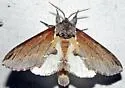 Elegant Prominent - Hodges#7924 - photo 5