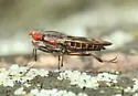 Pherbellia albovaria - photo 3