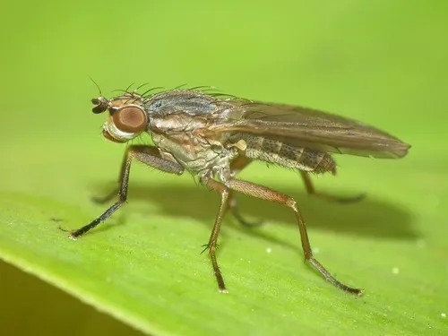 Pherbellia cinerella