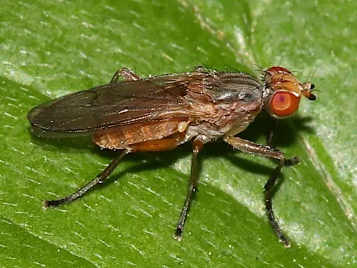 Pherbellia dubia
