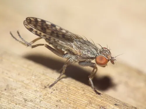 Pherbellia schoenherri
