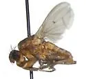 Pherbellia seticoxa