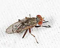Pherbellia similis - Pherbellia similis