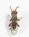 Pherbellia similis - photo 2