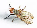 Pherbellia tenuipes