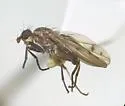 Pherbellia tenuipes - photo 2