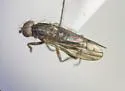 Pherbellia tenuipes - photo 3