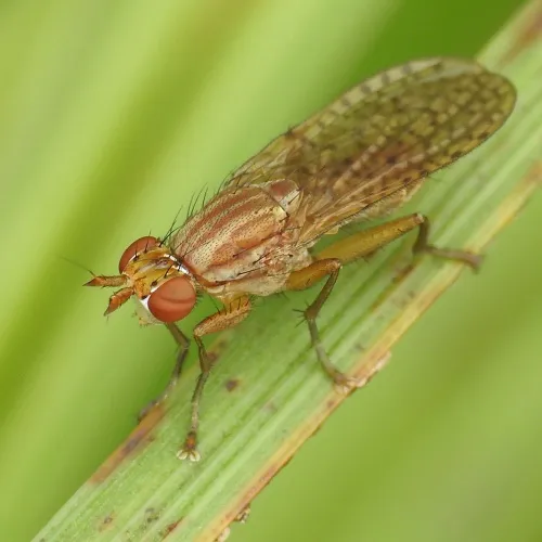 Pherbina coryleti - Pherbina coryleti
