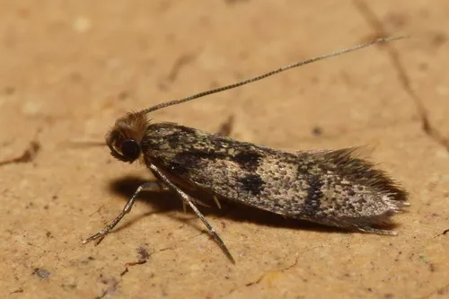 Phereoeca praecox - Hodges#0390.1
