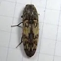 Pherhimius fascicularis - photo 2
