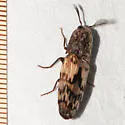Pherhimius fascicularis - photo 3