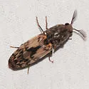 Pherhimius fascicularis - photo 4