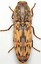 Pherhimius fascicularis - photo 5