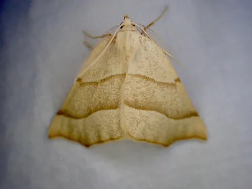 Pherne placeraria - Hodges#6949