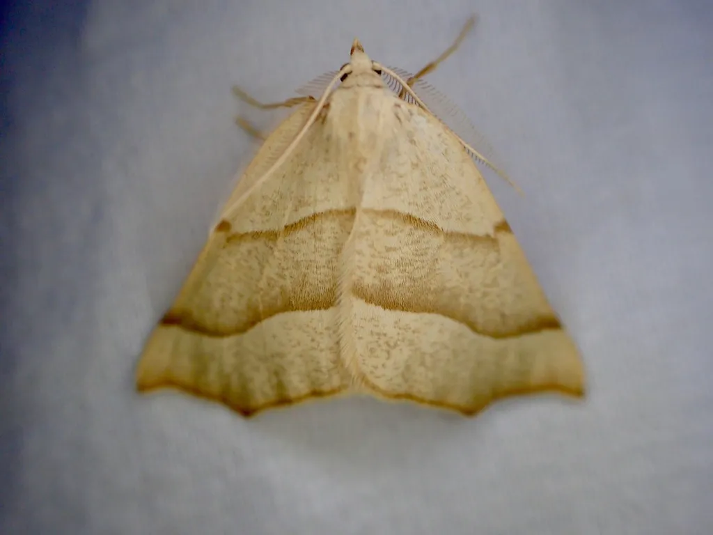 Pherne placeraria - Hodges#6949 - photo 2
