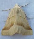 Pherne sperryi - Hodges#6951 - Pherne sperryi