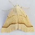Pherne sperryi - Hodges#6951 - photo 3