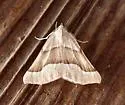 Pherne sperryi - Hodges#6951 - photo 4