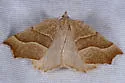 Pherne subpunctata - Hodges#6952