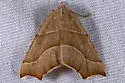 Pherne subpunctata - Hodges#6952 - photo 2