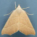 Pherne subpunctata - Hodges#6952 - photo 3