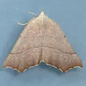 Pherne subpunctata - Hodges#6952 - photo 4