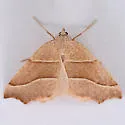 Pherne subpunctata - Hodges#6952 - photo 5