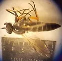 Pherocera flavipes - photo 2