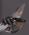 Pherocera flavipes - photo 3