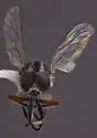 Pherocera flavipes - photo 4